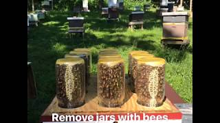 Mason jar beehive Honeybees in a mason jar