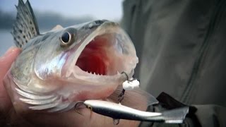 [Школа рыболова] - Ловля осеннего судака (часть 1)
