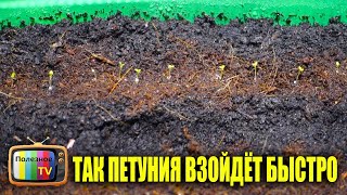 ТЕПЕРЬ СЕЮ ПЕТУНИЮ ТОЛЬКО ТАК СЕМЕНА ВСХОДЯТ ОЧЕНЬ БЫСТРО И 100%