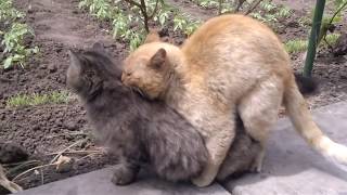 Как размножаются коты и кошки животные ?