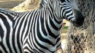 Zebra at Zoo