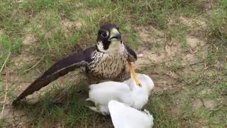 Shaheen Falcon trained hunting by Quynh Nguyen