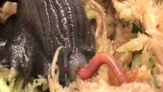 Snail attack