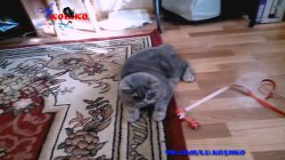 Шотландский прямоухий кот (Скоттиш-страйт - Scottish Straight) | ЛуКОШКО