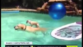 Маленький щенок переплывает бассейн на спине большой собаки