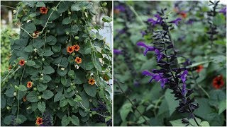 UPDATE On My Thunbergia and Salvia! ?// Garden Answer