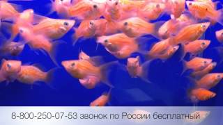 Моллинезия баллон лира золотая Golden Balloon Molly Lyretail (Poecilia Latipinna) продажа оптом