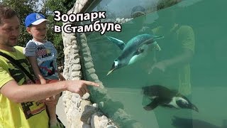 Зоопарк в Стамбуле / Настоящиий пингвин и огромная черепаха
