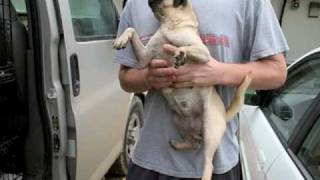 Pugs Rescued by Hearts United for Animals July 2010