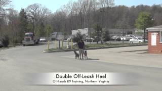 2-Year Old Pit Bull Before/After Video! Off-Leash K9 Training Northern Virginia, DC, MD.