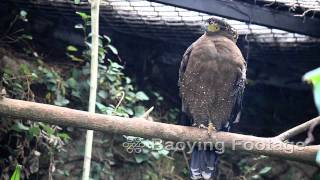 90110 Animal大冠鳩 Crested Serpent Eagle p13 -12b +T
