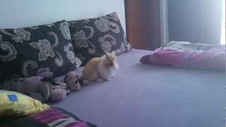 My cute teddy rabbit :)