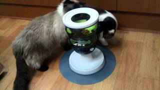 [Flyer] Ziro and Piggy try to the Catit Food Maze!
