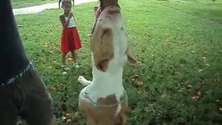 NITRO - CALI PITBULL PRESA - TENACIDAD
