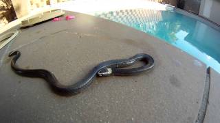 white crown snake in mudgeerabah