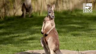 Roos Out in Roo Valley for the First Time - Cincinnati Zoo