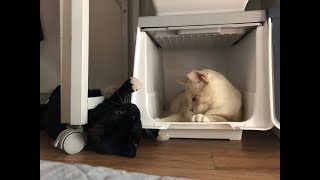 하니와 반디 20180922 그리고 보령이,보솜이,마루,아라,뚝백이에 대한 이야기