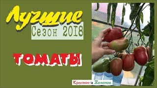 Лучшие томаты для грунта и теплицы. Мои впечатления от сезона