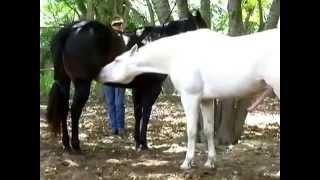 Black and White Horses Mating   HORSE MATING