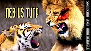 ЛЕВ VS ТИГР