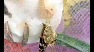 Live Butterfly Garden
