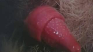 Mating Animals 交配动物 Part # 01