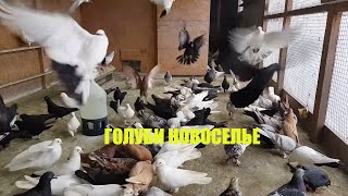 04.02.20.ГОЛУБИ (Работа-4 Дня) Новоселье у Голубей. DOVE (Work-4 Days) Housewarming at Doves