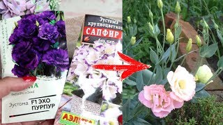 Секреты посадки ЭУСТОМЫ