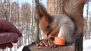 Покормил белок / Fed the squirrels