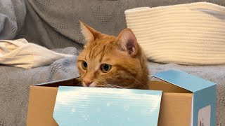 赤ちゃんグッズ開梱に喜ぶ赤ちゃんと、それが入っていた箱にのみ興味を示す猫 笑 Cat and baby showing interest in box lol