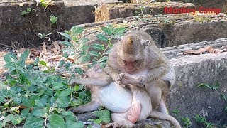 Pop Eye massage her son, Sweet Pea sleep well while mom massage, Monkey Camp Part 2440