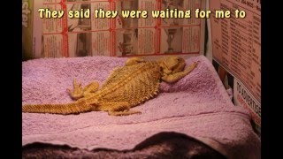 Human Cruelty - This is how they kill reptiles