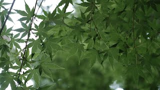 富士フィルムX-T3 のクラシッククロームで 花を撮影、表現が独特だ。