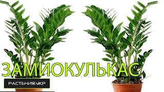 Долларовое дерево / Замиокулькас уход в домашних условиях