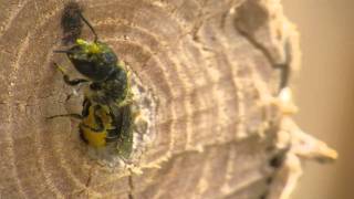 Leafcutter bees, Megachilidae