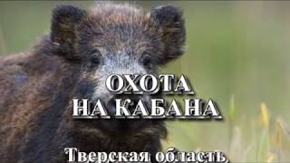 Охота на кабана с вышки 2017 (Benelli, тепловизор fortuna one).
