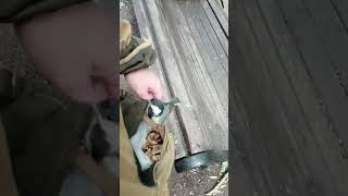 Попросил синицу взять орех из кармана / I asked the chickadee to take a nut out of my pocket