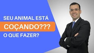 Seu Animal Está Coçando? O Que fazer?