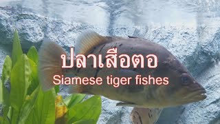 Siamese tiger fishes ปลาเสือตอ