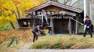 인제 내린천 미산계곡 미산마을 메밀 수확 도리깨질 misan village buckwheat flailing