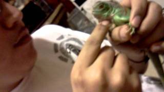 clipping iguanas nails