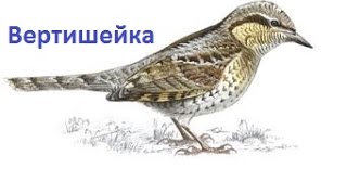 Пение птиц - Вертишейка