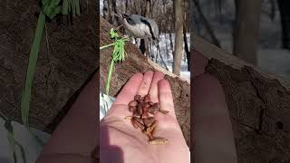 Поползень не хочет червячков / The nuthatch does not want worms
