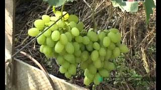 Виноградник Владимира Молчанюка.