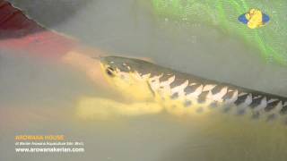 Arowana Farm
