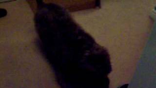 My Dog Fudge