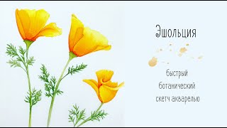 Эшольция. Ботанический скетч акварелью. Быстро и легко рисуем желтые цветы
