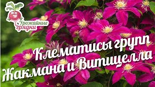 Клематисы групп Жакмана и Витицелла #urozhainye_gryadki