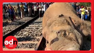 Speeding Train SMASHES into Elephants in Rural India