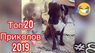 ТОП 20 приколов с собаками боксерами 2019 - Top 20 jokes with boxer dogs 2019